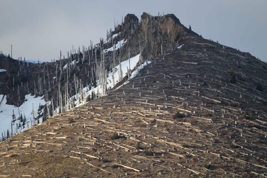 trees on mountain ridge after eruption