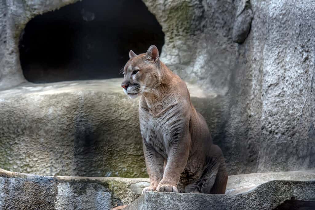 cougar in the greater vancouver zoo