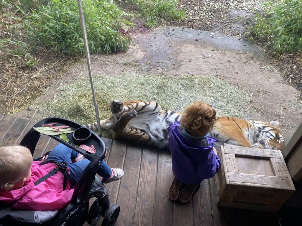 tiger at woodland park zoo washington