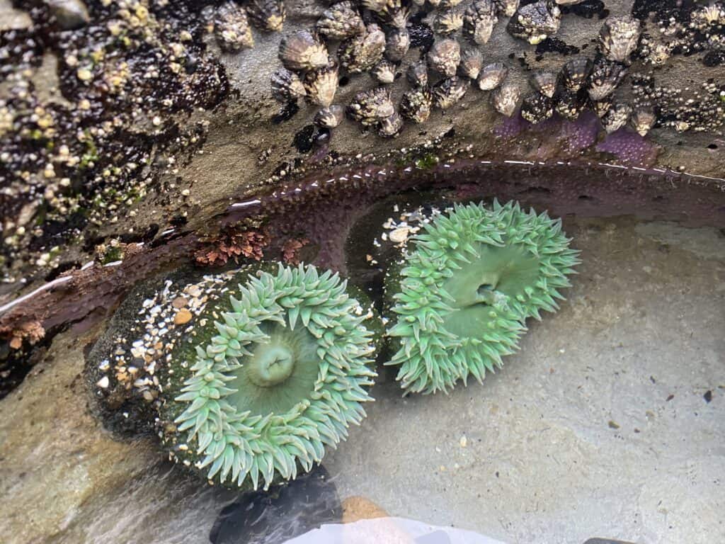 sea anemone's devil's punchbowl oregon coast