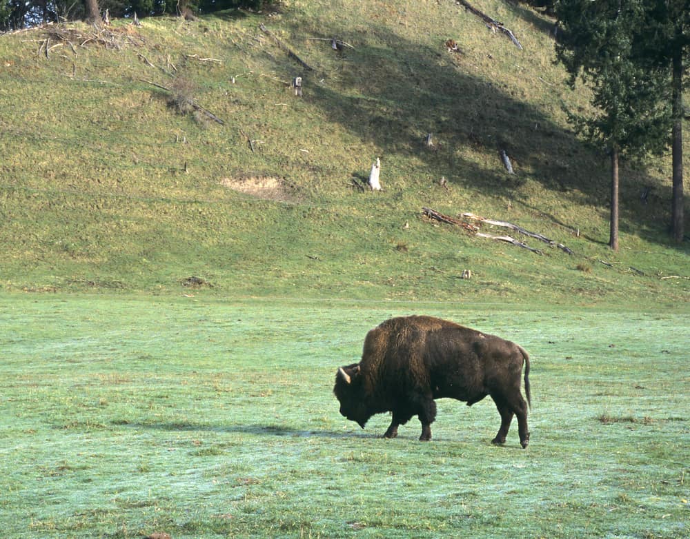 bison at northwest trek