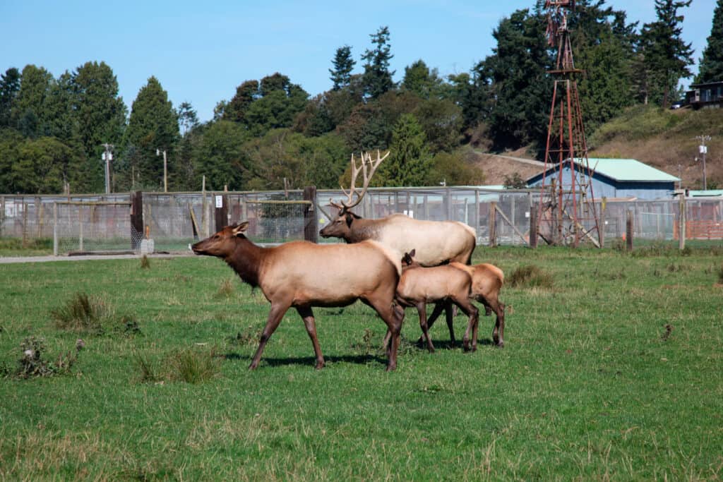 elk in pnw zoo