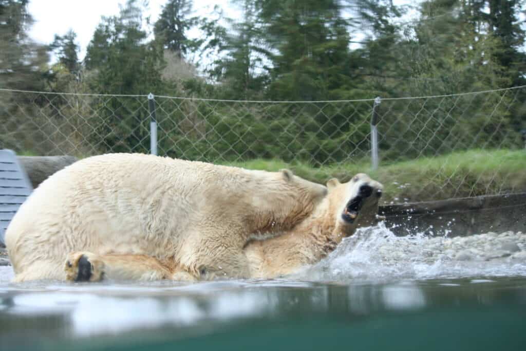 polar bear enclosure point defiance zoo