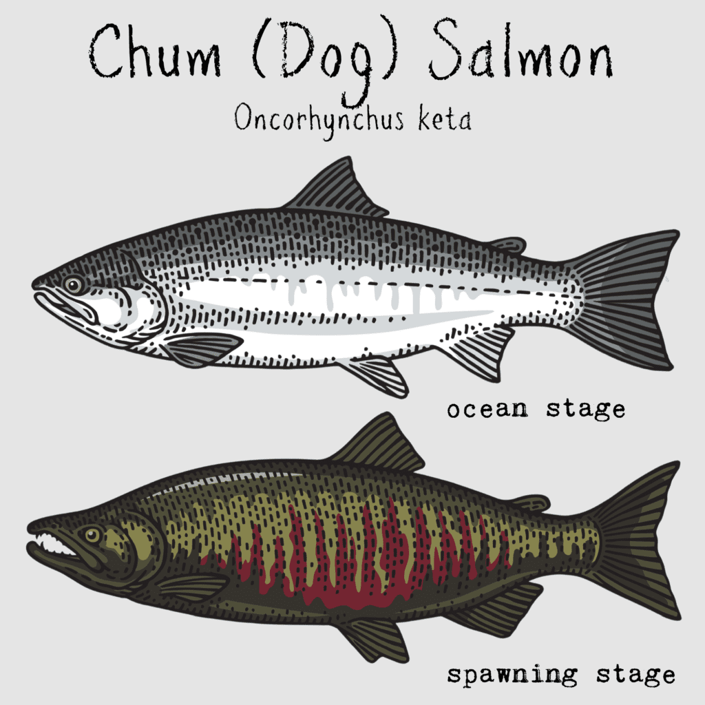 chum dog salmon