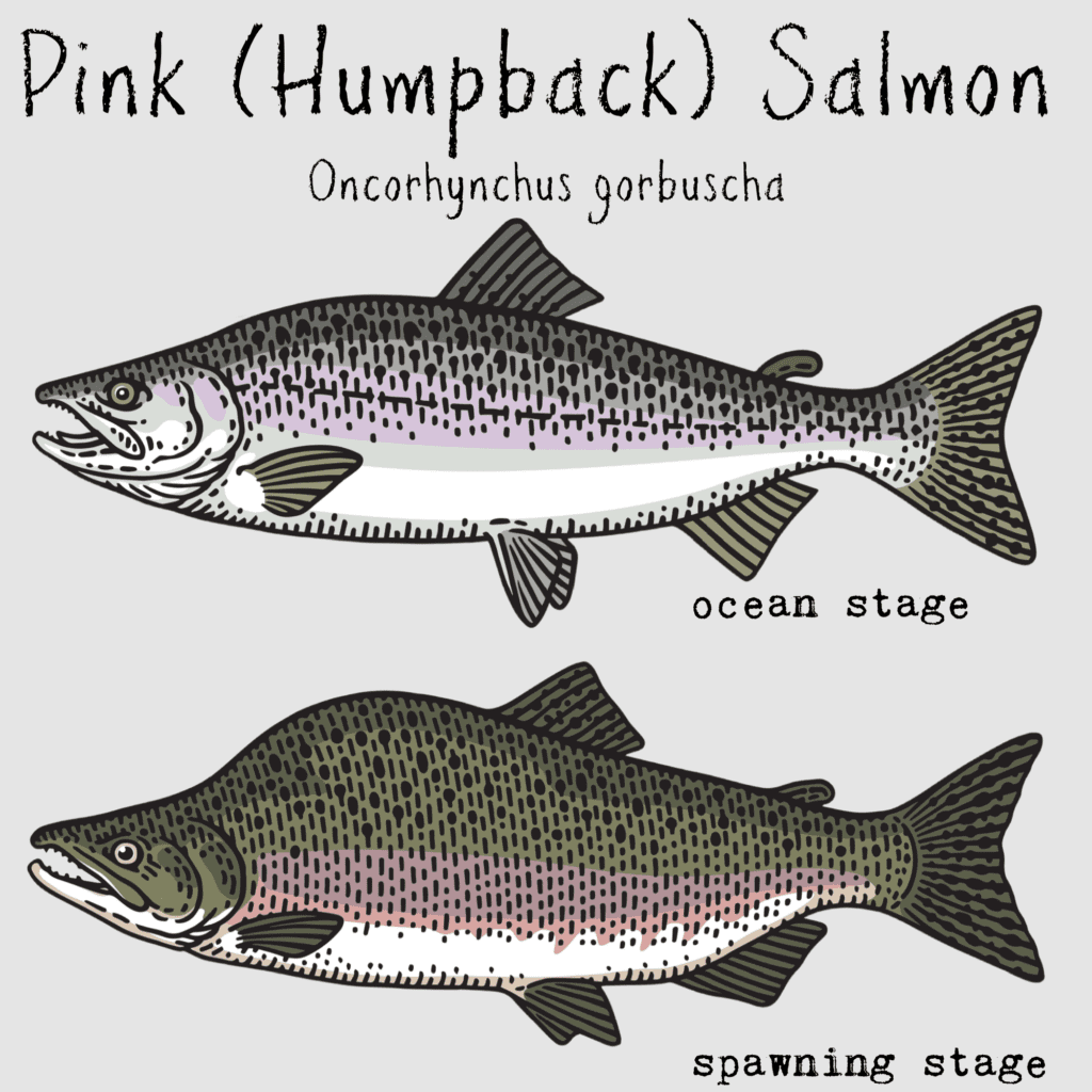 pink humpback salmon