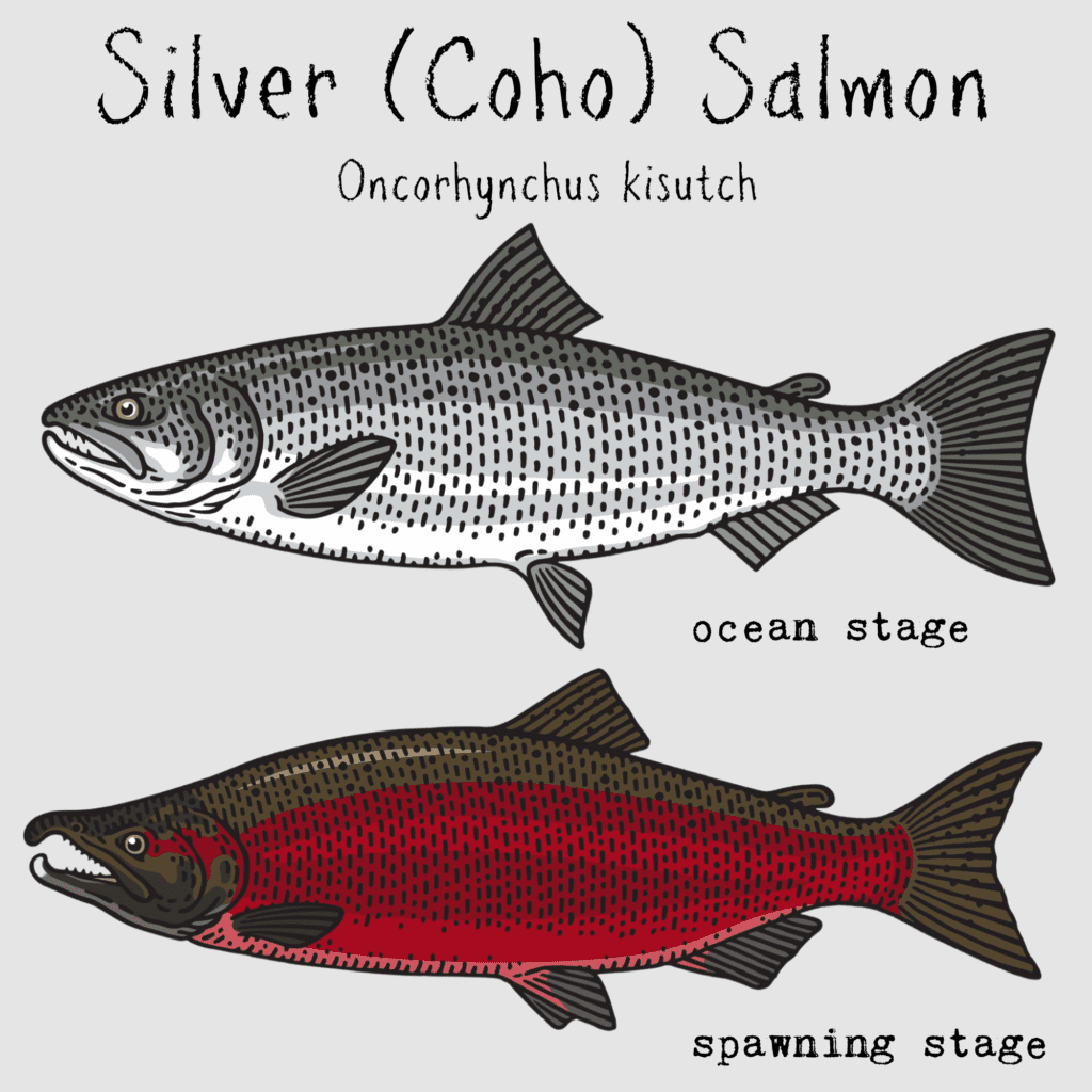 silver coho salmon