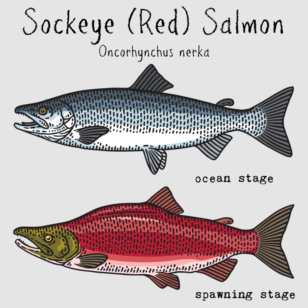 sockeye red salmon