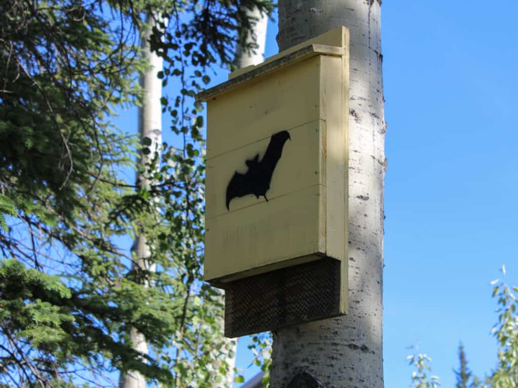 wooden box for bats in the PNW