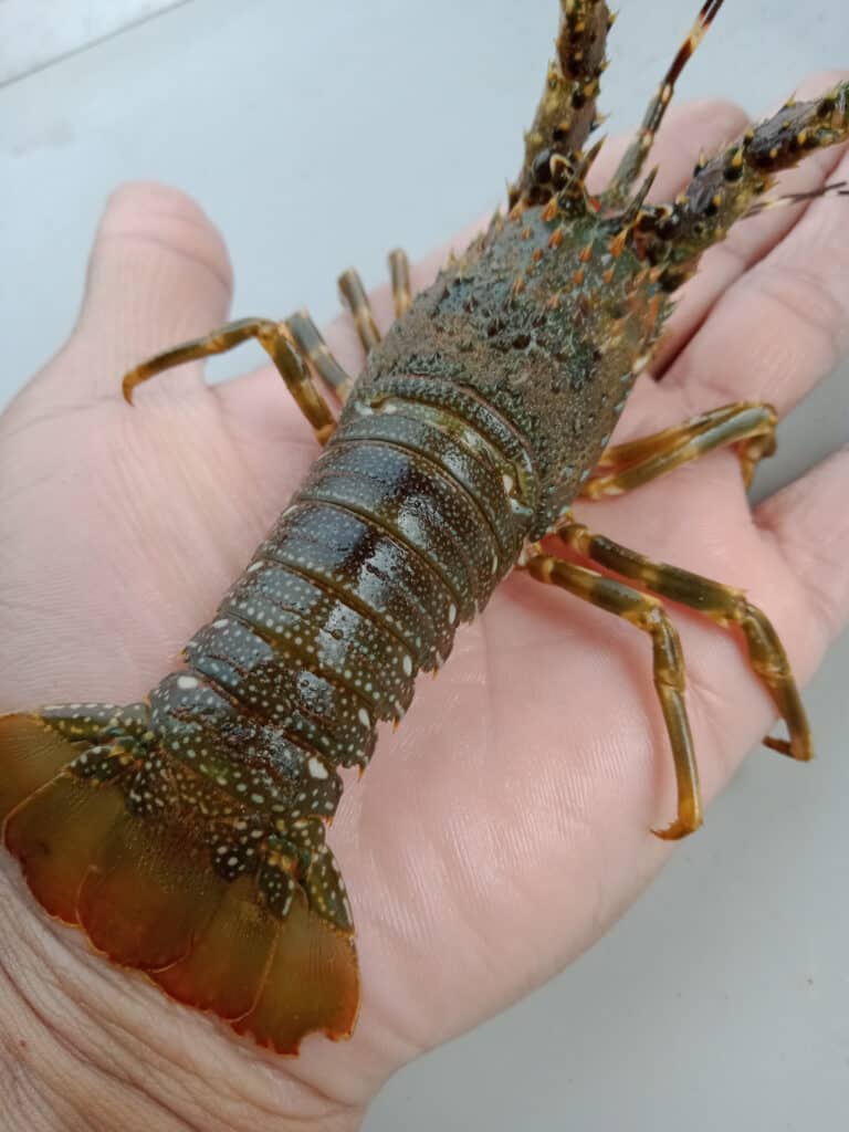 oregon lobster in hand