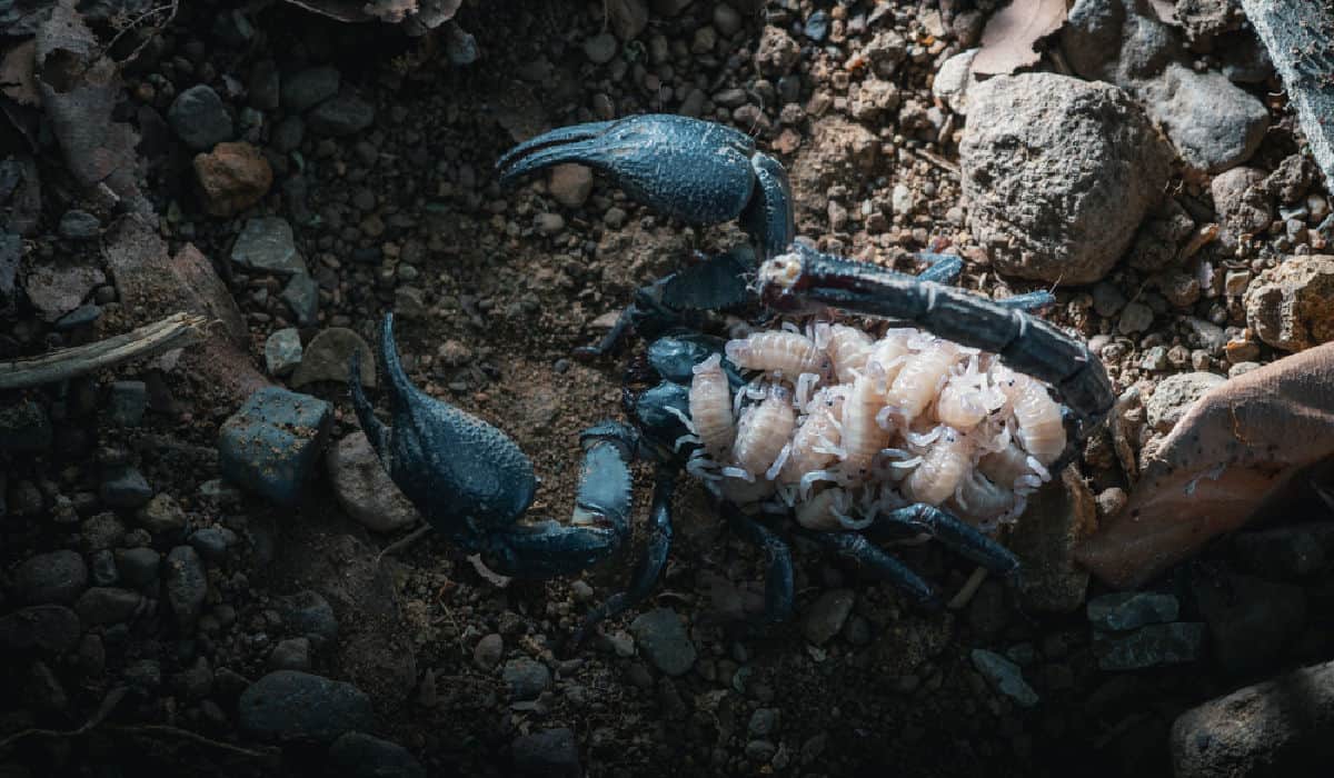 Did you know there are scorpions in the Columbia River Gorge?