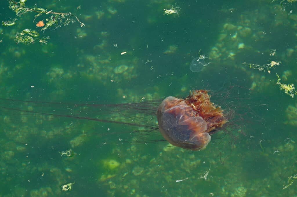 puget sound jellyfish