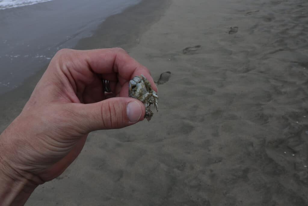 edible sand flea in hand